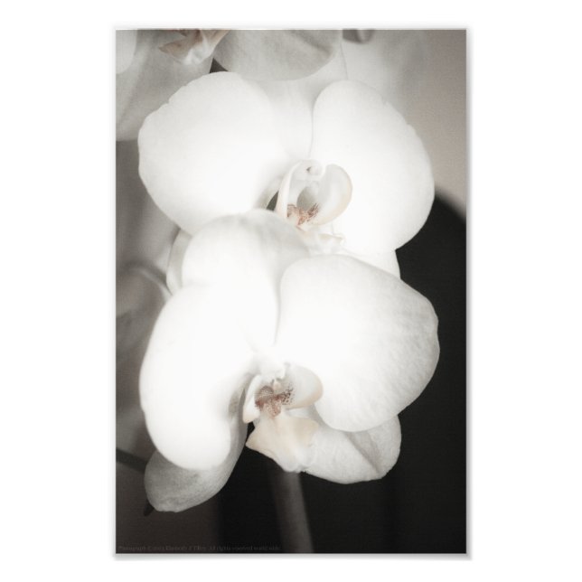 Foto Orquídea 8931 (Frente)