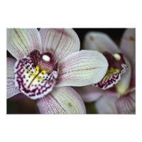 Orquídea branca e roxa