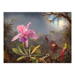Foto Orquídea Cattleya e três beija-flores por Heade