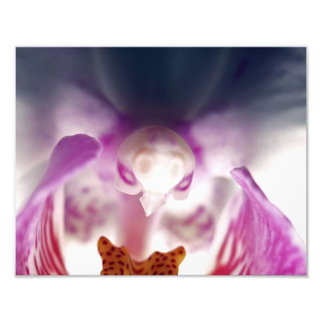 Foto Orquídea de Aparição do Alargamento (Frente)