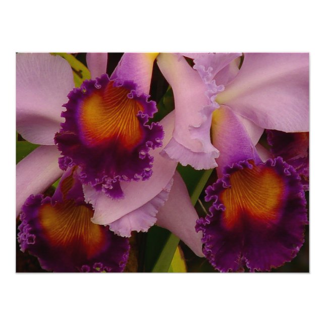 Foto Orquídea Híbrida Cattleya - Impressão (Frente)