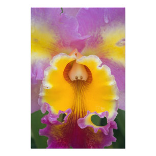 Foto Orquídea híbrida, Flórida