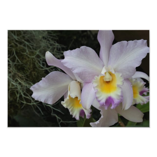 Foto Orquídea Lavanda 19"x13" (Frente)