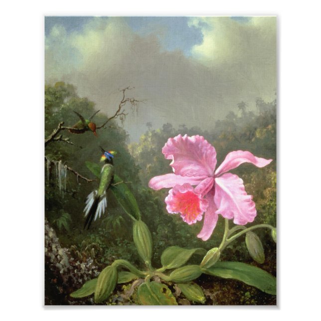 Foto Orquídea Martin Johnson Heade e beija-flores (Frente)