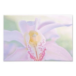 Foto Orquídea Pastel