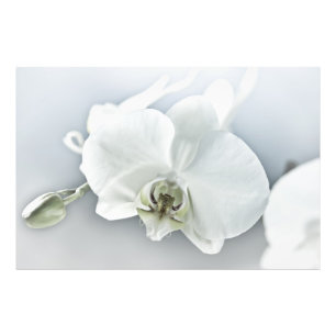 Foto Orquídea Phalaenopsis Branca