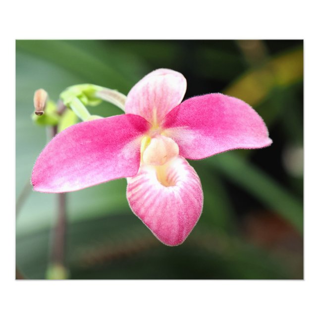 Foto Orquídea rosa adorável (Frente)