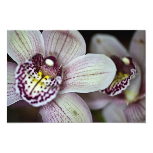Foto Orquídea roxa e branca