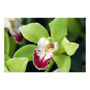 Foto Orquídea Verde