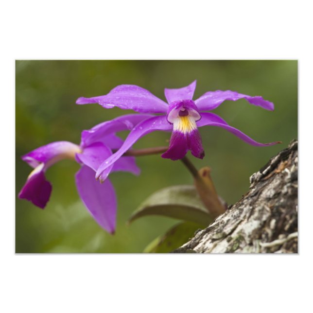 Foto Orquídea Violeta Cattleya (Cattleya violacea) (Frente)