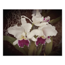 Orquídeas 14"x11"