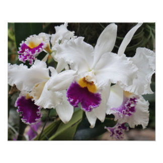 Foto Orquídeas 20"x16"