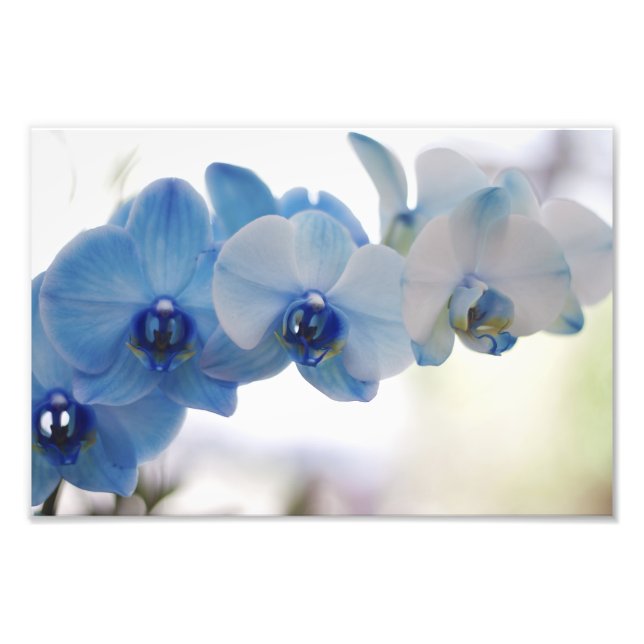 Foto Orquídeas Azuis (Frente)
