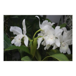 Foto Orquídeas Brancas 36"x24"