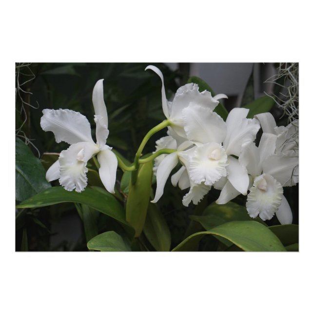 Foto Orquídeas Brancas 36"x24" (Frente)