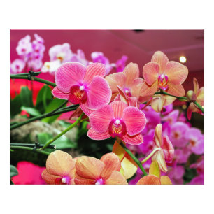 Foto Orquídeas cor-de-rosa e pêssego