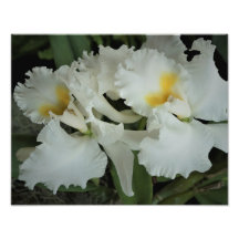 Orquídeas de 14"x11"