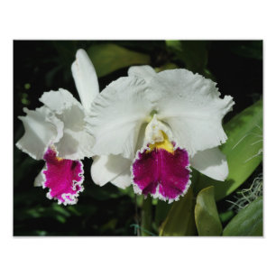 Foto Orquídeas de 14"x11"