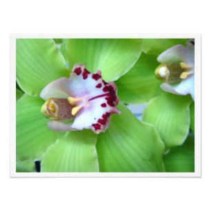 Foto Orquídeas de Cymbidium Verdes
