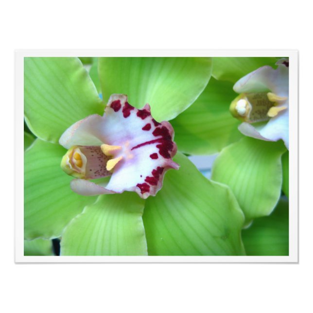 Foto Orquídeas de Cymbidium Verdes (Frente)