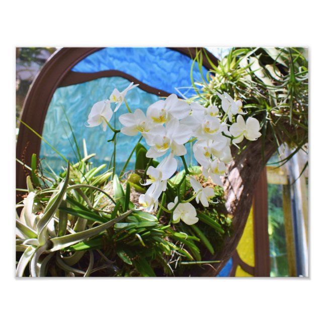 Foto Orquídeas de Verão (Frente)