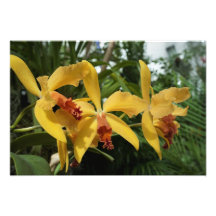 Orquídeas douradas 19"x13"