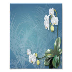 Foto Orquídeas e Ferns
