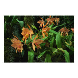 Foto Orquídeas Laranja 36"x24"