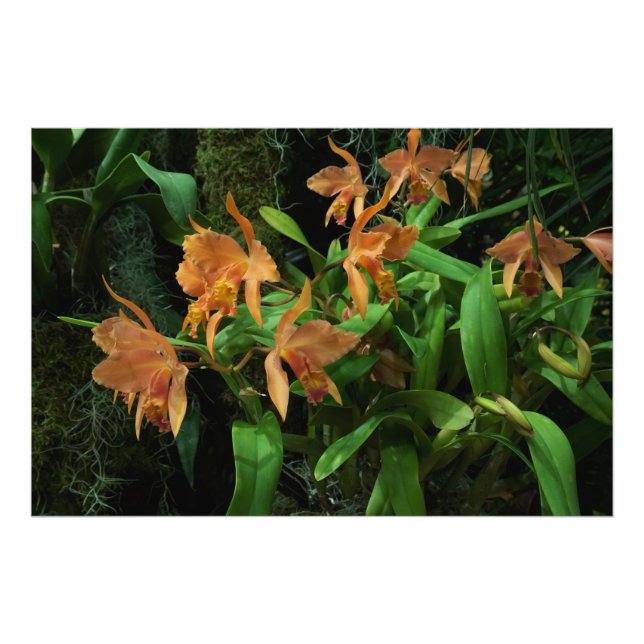 Foto Orquídeas Laranja 36"x24" (Frente)