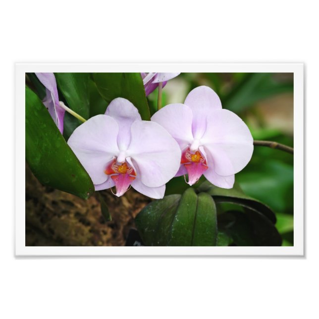 Foto Orquídeas lavandas (Frente)