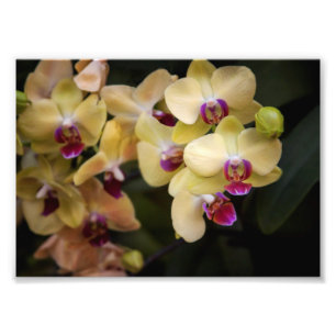 Foto Orquídeas rosa e amarela