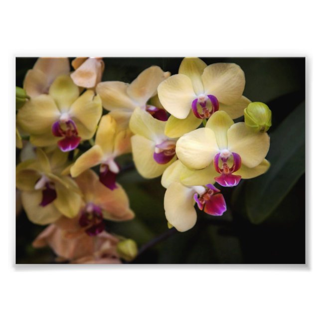 Foto Orquídeas rosa e amarela (Frente)