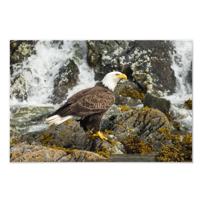 Foto Ortod Bald Eagle (Frente)
