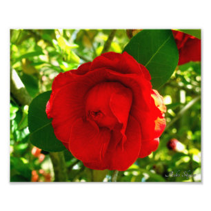 Foto Orud Camelia