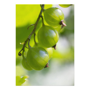 Foto Os Gooseberries verdes acordam o impressão da fot