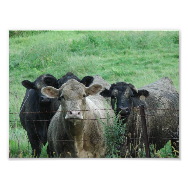 Foto Os Steers (Frente)