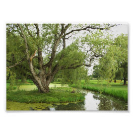 Foto Os verdes de grande pre