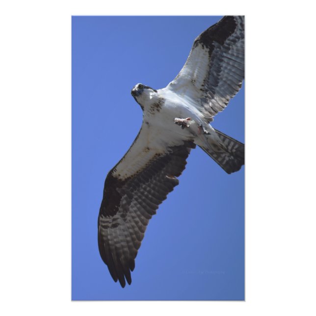 Foto Osprey (Frente)