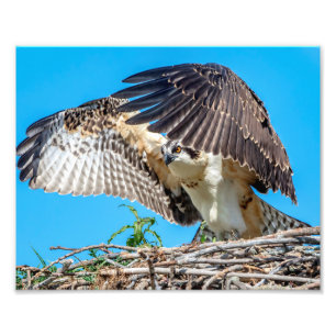 Foto Osprey 10x8 juvenil no ninho
