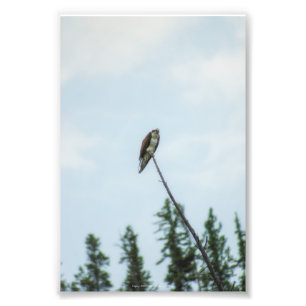 Foto Osprey 9028
