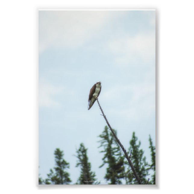 Foto Osprey 9028 (Frente)