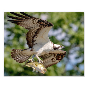 Foto Osprey com um grande baixo da boca