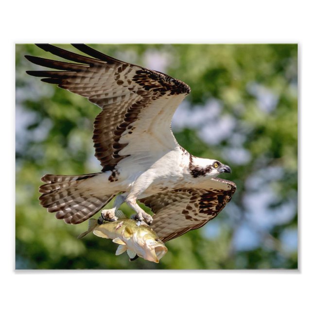 Foto Osprey com um grande baixo da boca (Frente)