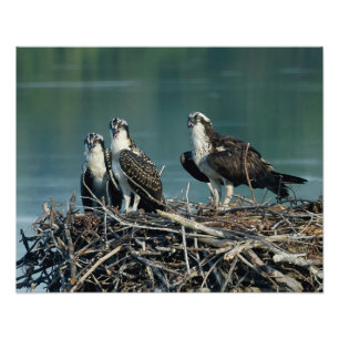 Foto Osprey do bebê