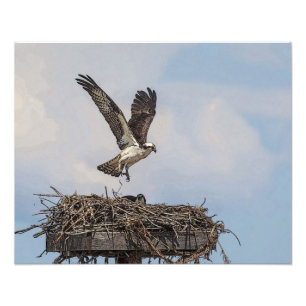 Foto Osprey em um ninho