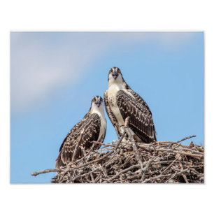 Foto Osprey juvenil no ninho