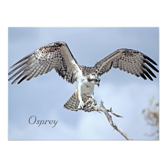 Foto Osprey Photo Impressão (Frente)