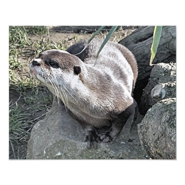 FOTO OTTER CUTO (Frente)