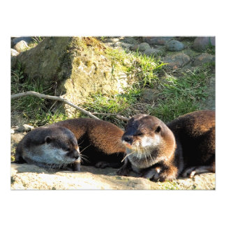FOTO OTTERS