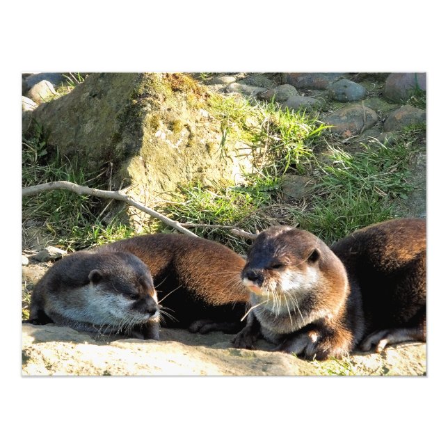 FOTO OTTERS (Frente)